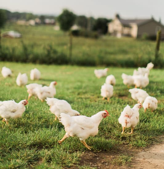 Free-Range Broilers