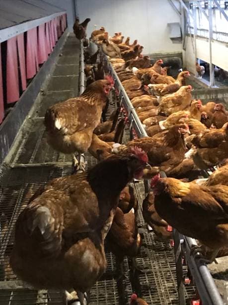 Point-of-Lay Hens